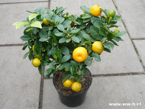 Citrus calamondino op stammetje v.a. 19,99 - Klik op de afbeelding om het venster te sluiten