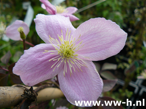 Clematis (Montana Group) 'Mayleen' en andere soorten v.a. 4.99 - Klik op de afbeelding om het venster te sluiten