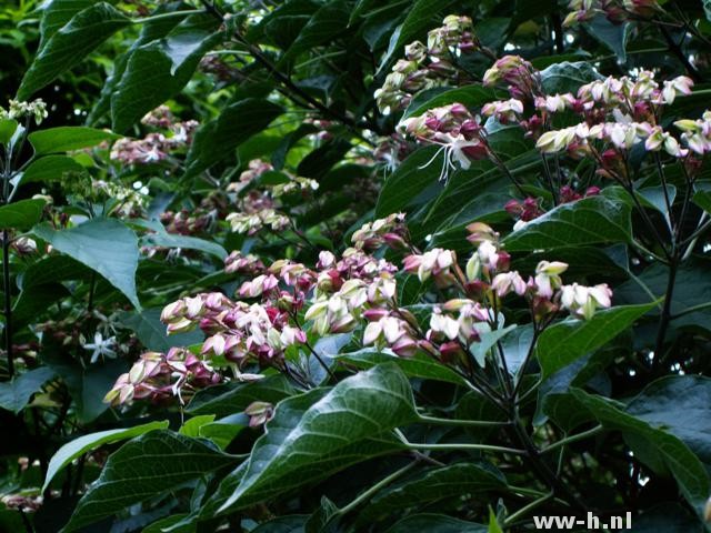 Clerodendrum trichotomum - Klik op de afbeelding om het venster te sluiten