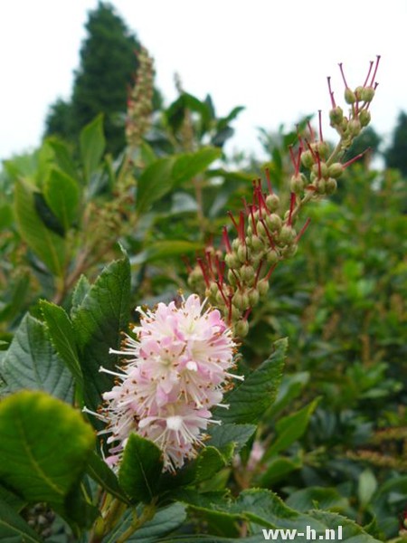 Clethra alnifolia 'Pink Spire' - Klik op de afbeelding om het venster te sluiten