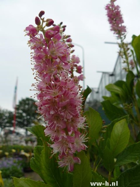 Clethra alnifolia 'Ruby Spice'