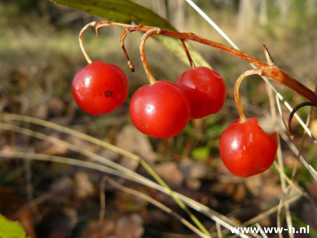 Convallaria majalis