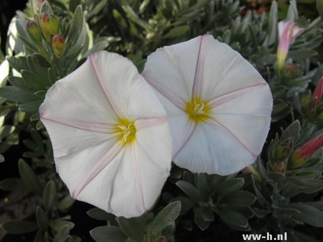 Convolvulus cneorum