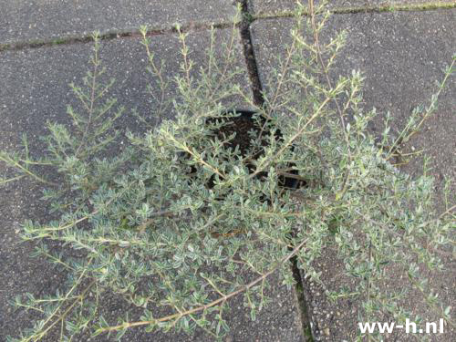 Coprosma kirkii 'Kirkii Variegata' Pot 2L 2.99 Coprosma kirkii 'Kirkii Variegata' Pot 2L 2.99
