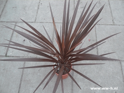 Cordyline australis 2,99 ; 2 voor 5,00