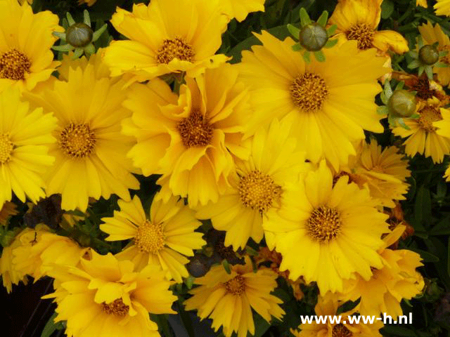 Coreopsis 'Presto' 0,99 ; 3 voor 2,50 Coreopsis 'Presto' 0,99 ; 3 voor 2,50