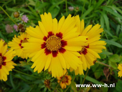 Coreopsis lanceolata