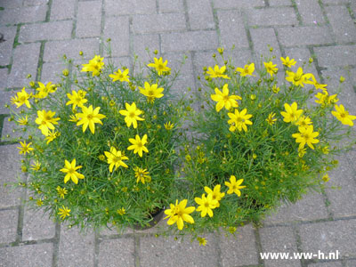 Coreopsis (meisjesogen ) 2.99 Coreopsis (meisjesogen ) 2.99