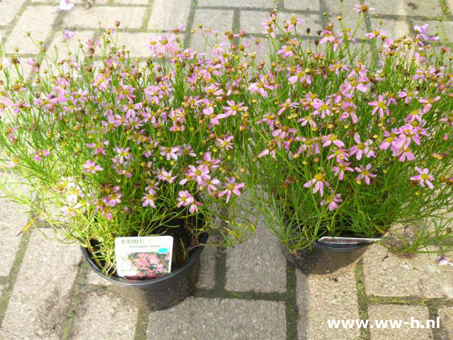 Coreopsis rosea - Klik op de afbeelding om het venster te sluiten