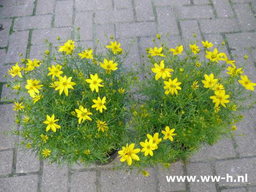 Coreopsis verticillata