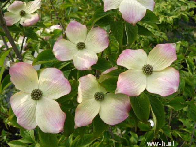 Cornus STELLAR PINK (=Rutgan)