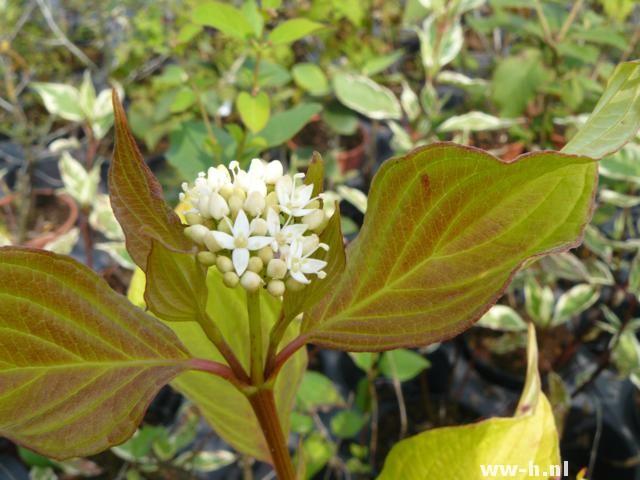 Cornus alba 'Aurea' - Klik op de afbeelding om het venster te sluiten