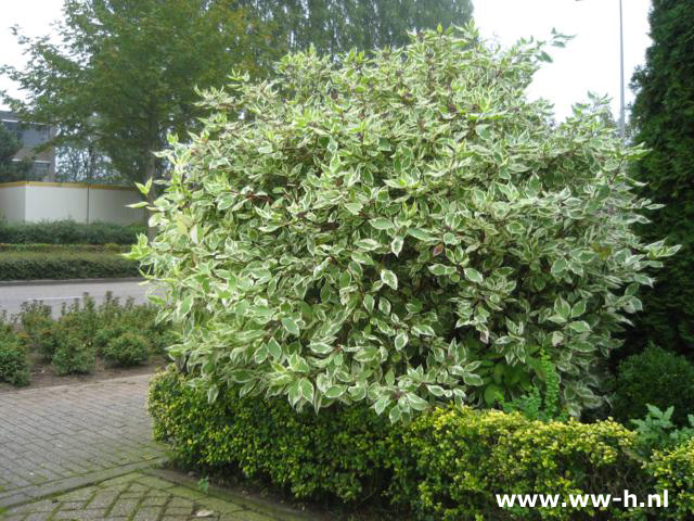 Cornus alba 'Elegantissima'