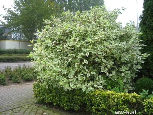 Cornus alba 'Elegantissima'