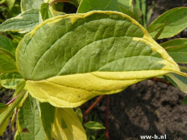 Cornus alba 'Gouchaultii'pot 3liter 3.99 ; 5l. 6.99