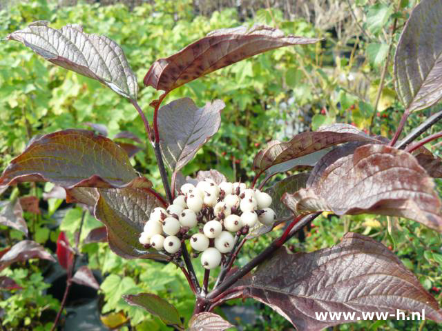 Cornus alba 'Kesselringii' pot 3liter 3.99 5l. 4.99 7.5l. 6.9 - Klik op de afbeelding om het venster te sluiten