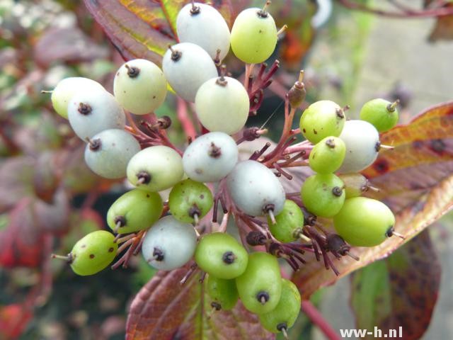 Cornus alba 'Sibirian Pearls'