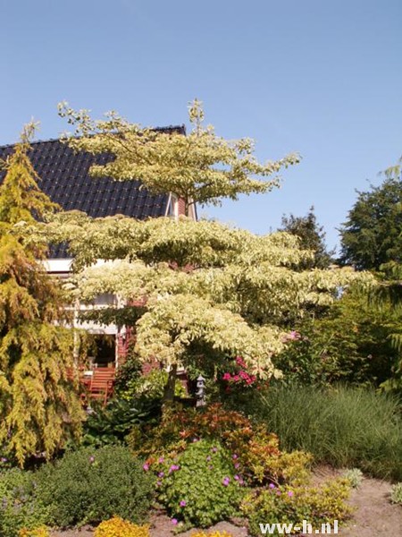 Cornus alba 'Sibirica Variegata' - Klik op de afbeelding om het venster te sluiten