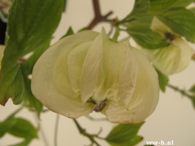 Cornus florida