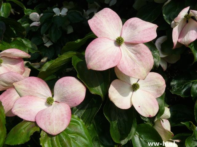 Cornus kousa 'Cherokee Chief' - Klik op de afbeelding om het venster te sluiten