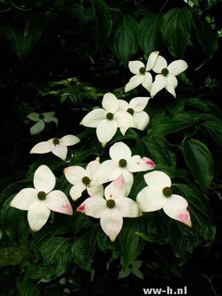 Cornus kousa