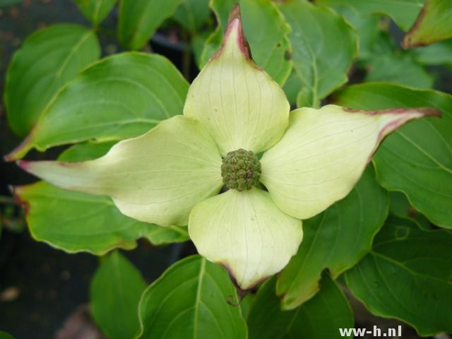 Cornus kousa 'Milky Way'