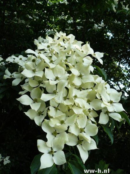 Cornus kousa - Klik op de afbeelding om het venster te sluiten