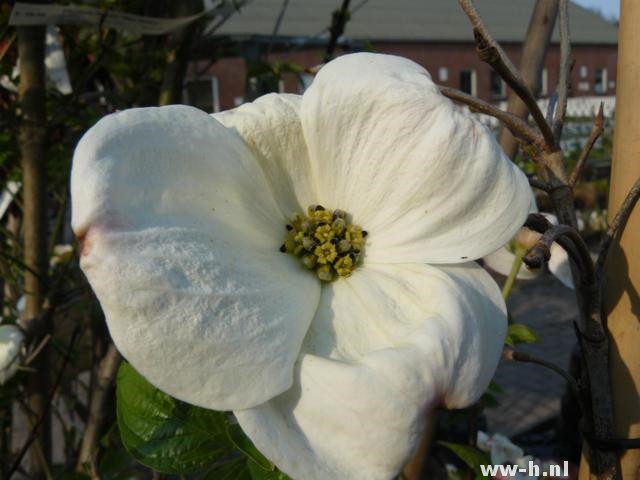 Cornus nuttallii - Klik op de afbeelding om het venster te sluiten