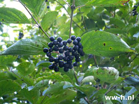 Cornus sanguinea - Klik op de afbeelding om het venster te sluiten