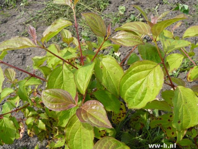 Cornus sanguinea 'Winter Beauty'