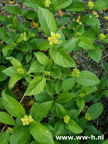 Cornus sericea'Flaviramea' pot 3liter 3.99 5l. 4.99 7.5l 6.99