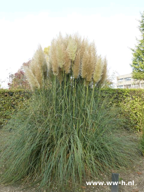 Cortaderia selloana 'Pumila' Poaceae - Klik op de afbeelding om het venster te sluiten