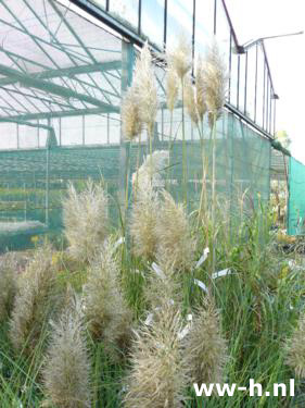 Cortaderia selloana