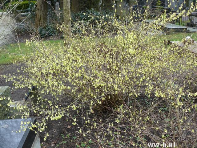 Corylopsis pauciflora - Klik op de afbeelding om het venster te sluiten