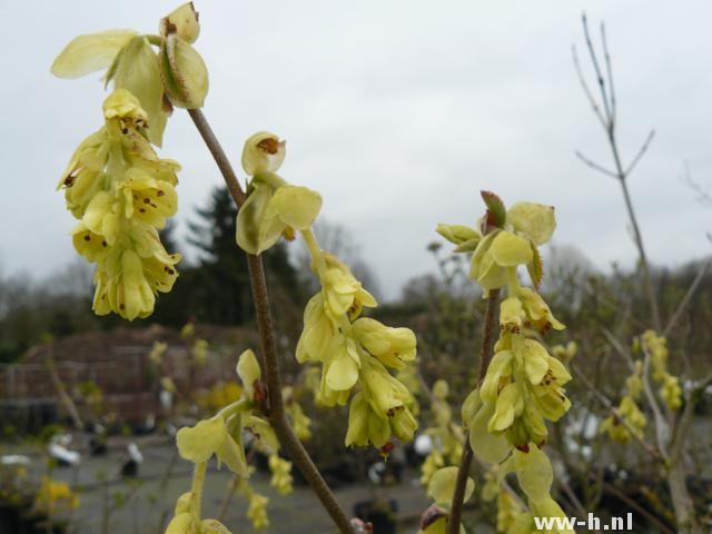 Corylopsis spicata