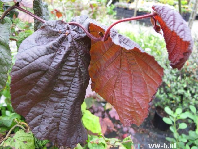 Corylus avellana 'Red Majestic'