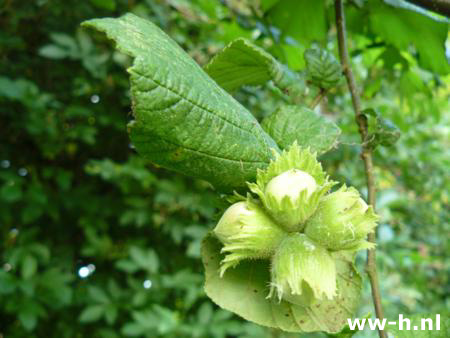 Corylus avellana - Klik op de afbeelding om het venster te sluiten