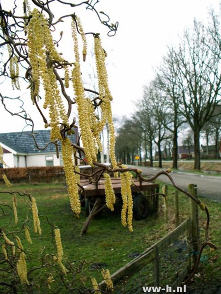 Corylus avellana 'Contorta'