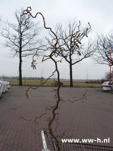 Corylus avellana 'Contorta' - Klik op de afbeelding om het venster te sluiten