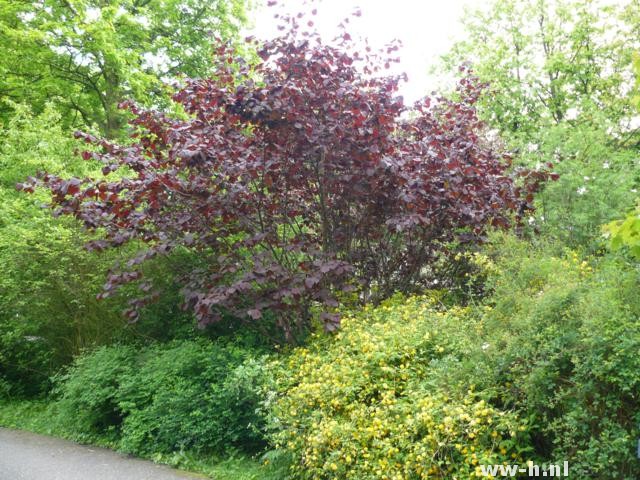 Corylus maxima 'Purpurea' - Klik op de afbeelding om het venster te sluiten