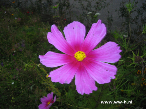 Cosmos bipinnatus.