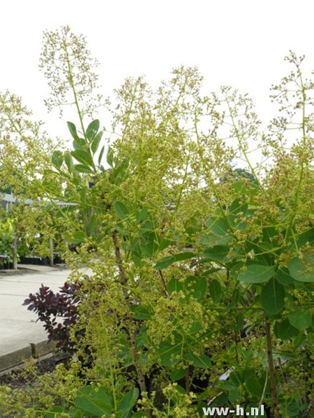 Cotinus coggygria 'Young Lady'