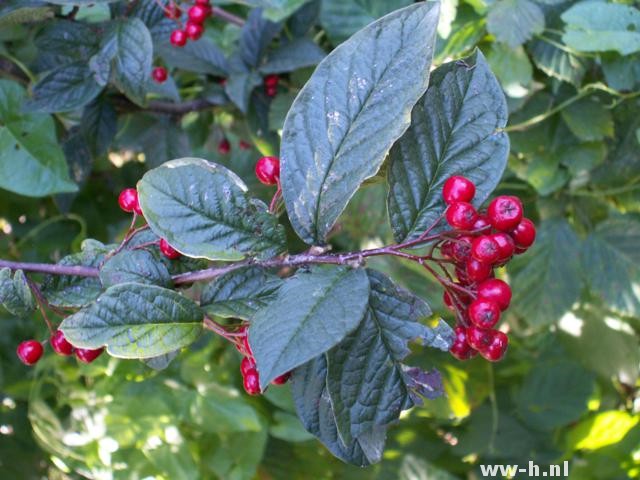 Cotoneaster bullatus - Klik op de afbeelding om het venster te sluiten