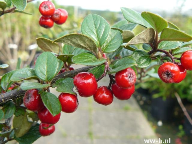 Cotoneaster dielsianus - Klik op de afbeelding om het venster te sluiten