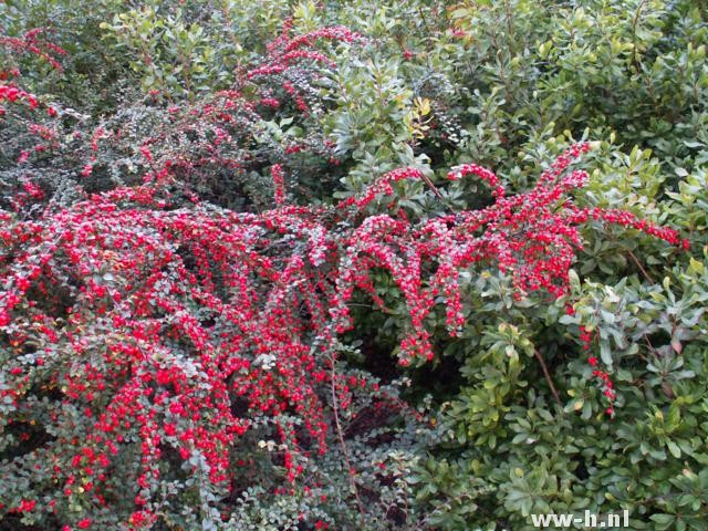 Cotoneaster horizontalis