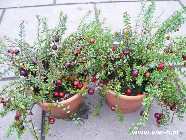 Cranberry v.a. 4.99 lepeltje heide