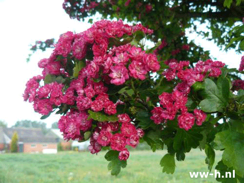 Crataegus laevigata 'Paul's Scarlet'