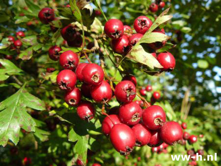 Crataegus monogyna - Klik op de afbeelding om het venster te sluiten