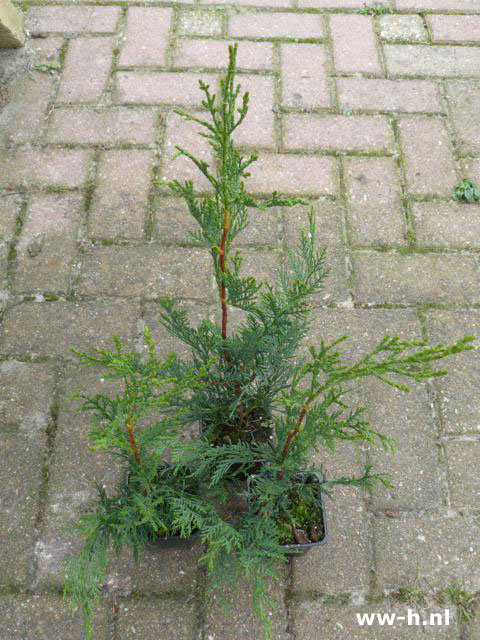 Cupressocyparis leylandii 'Tweeduizend