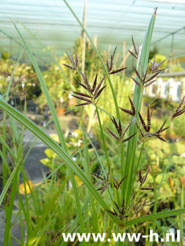 Cyperus longus - Klik op de afbeelding om het venster te sluiten